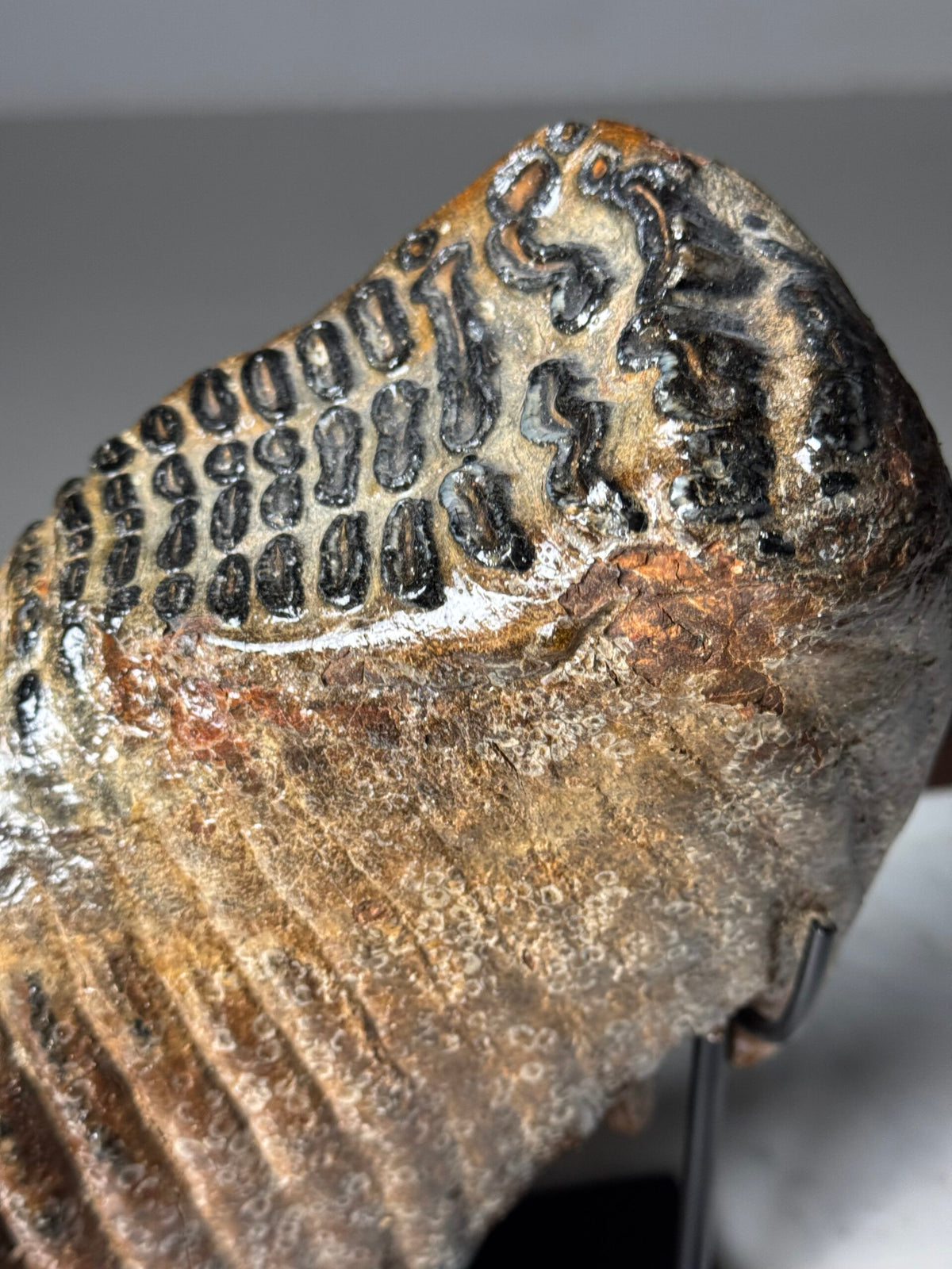 Fossilised Mammoth Tooth on Custom Stand, photo 6