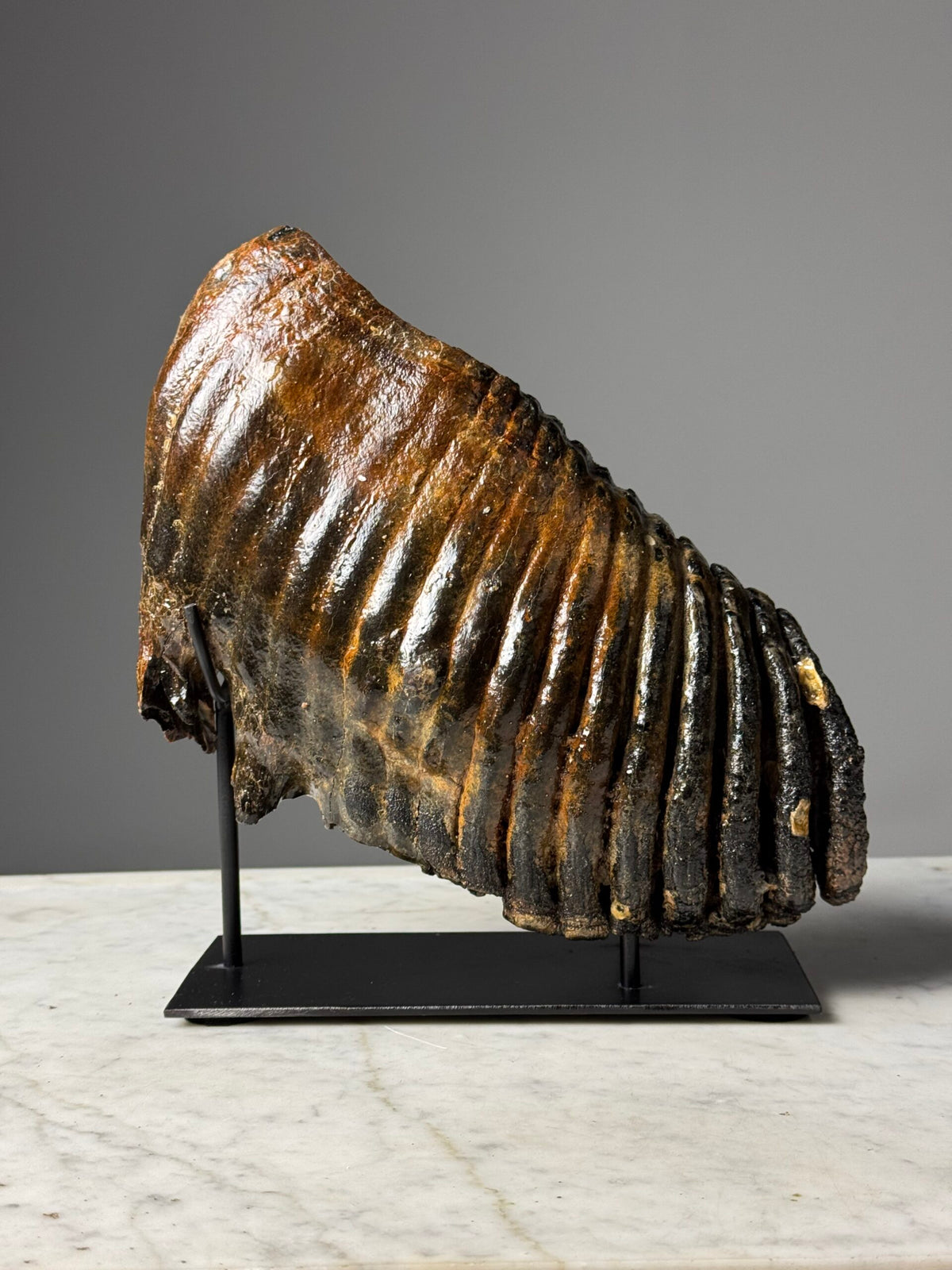 Fossilised Mammoth Tooth on Custom Stand, photo 1