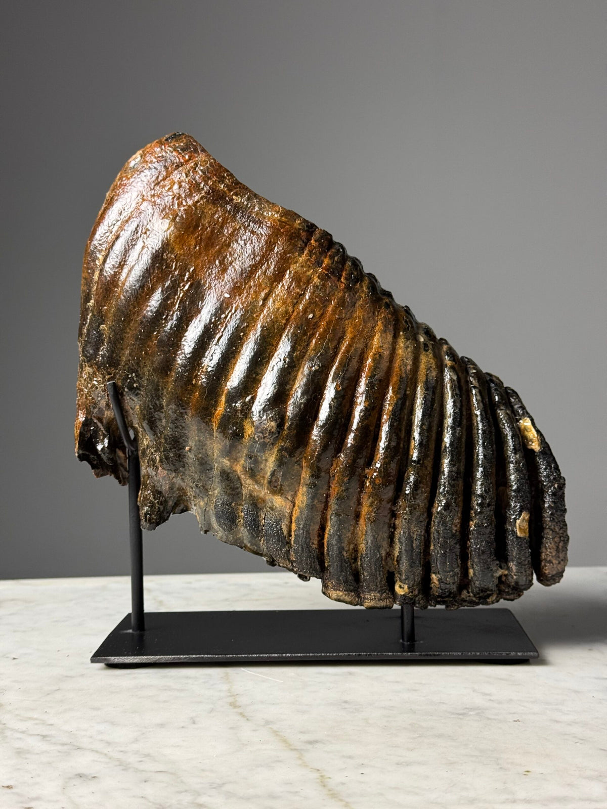 Fossilised Mammoth Tooth on Custom Stand, photo 5