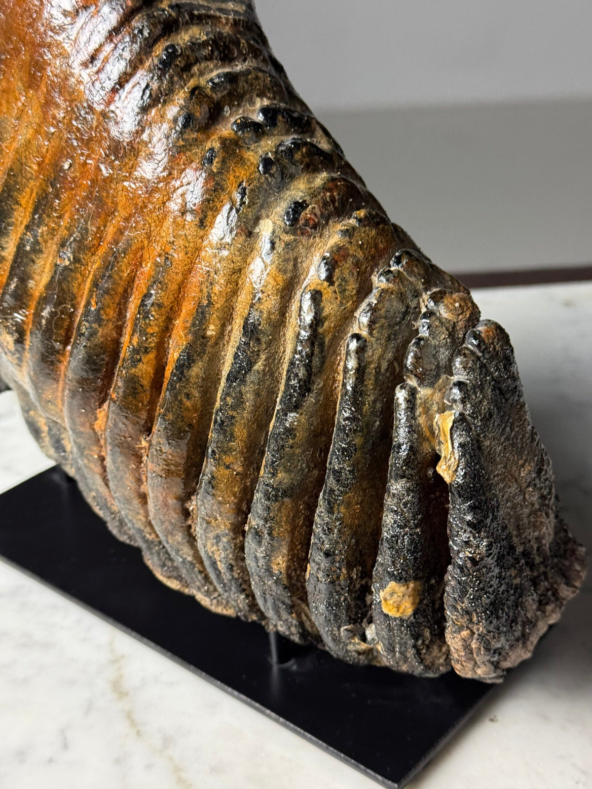 Fossilised Mammoth Tooth on Custom Stand, photo 4