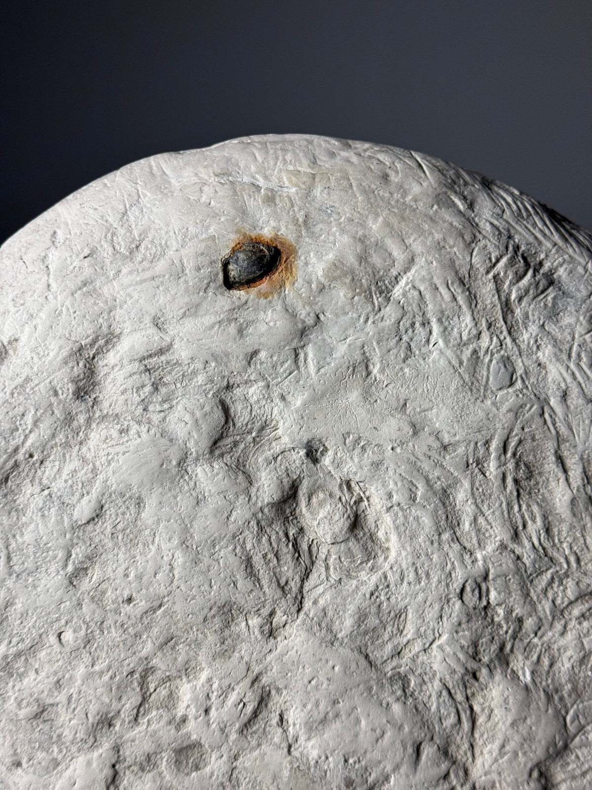 Septaria Nodule Cross Section on Metal Stand, photo 13