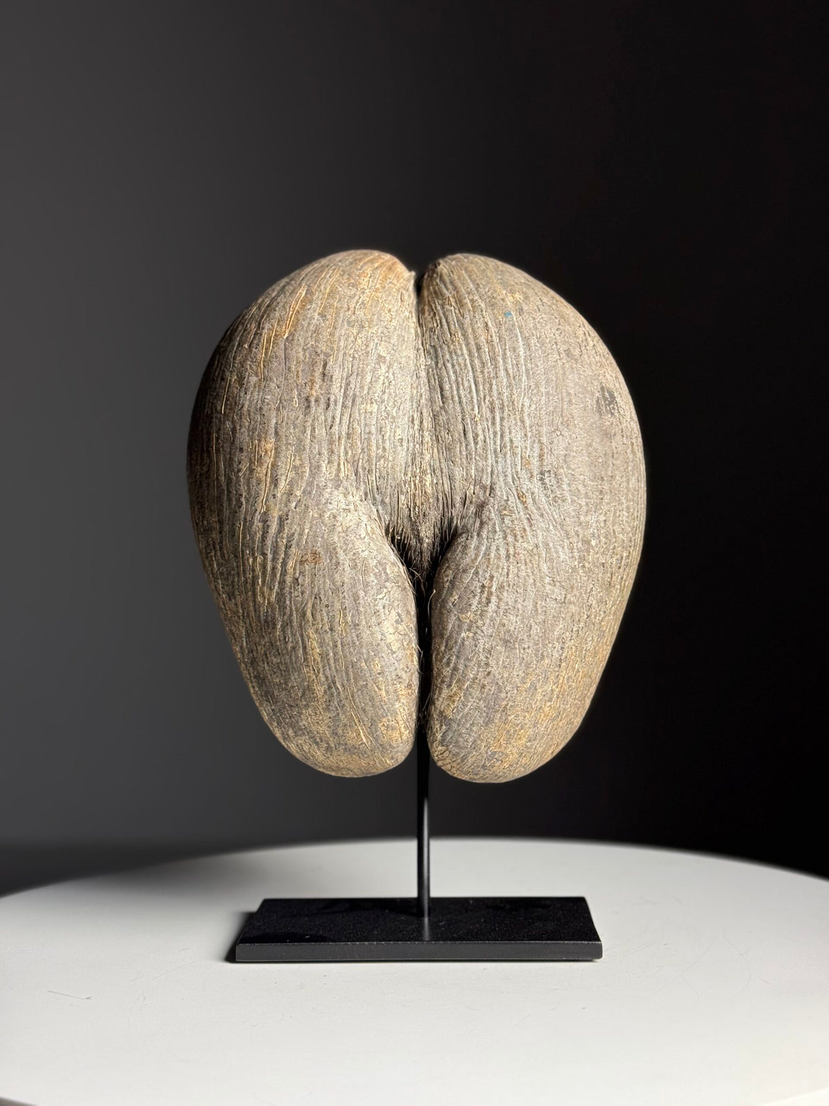 Rustic Unopened Coco de Mer on Black Stand, photo 4
