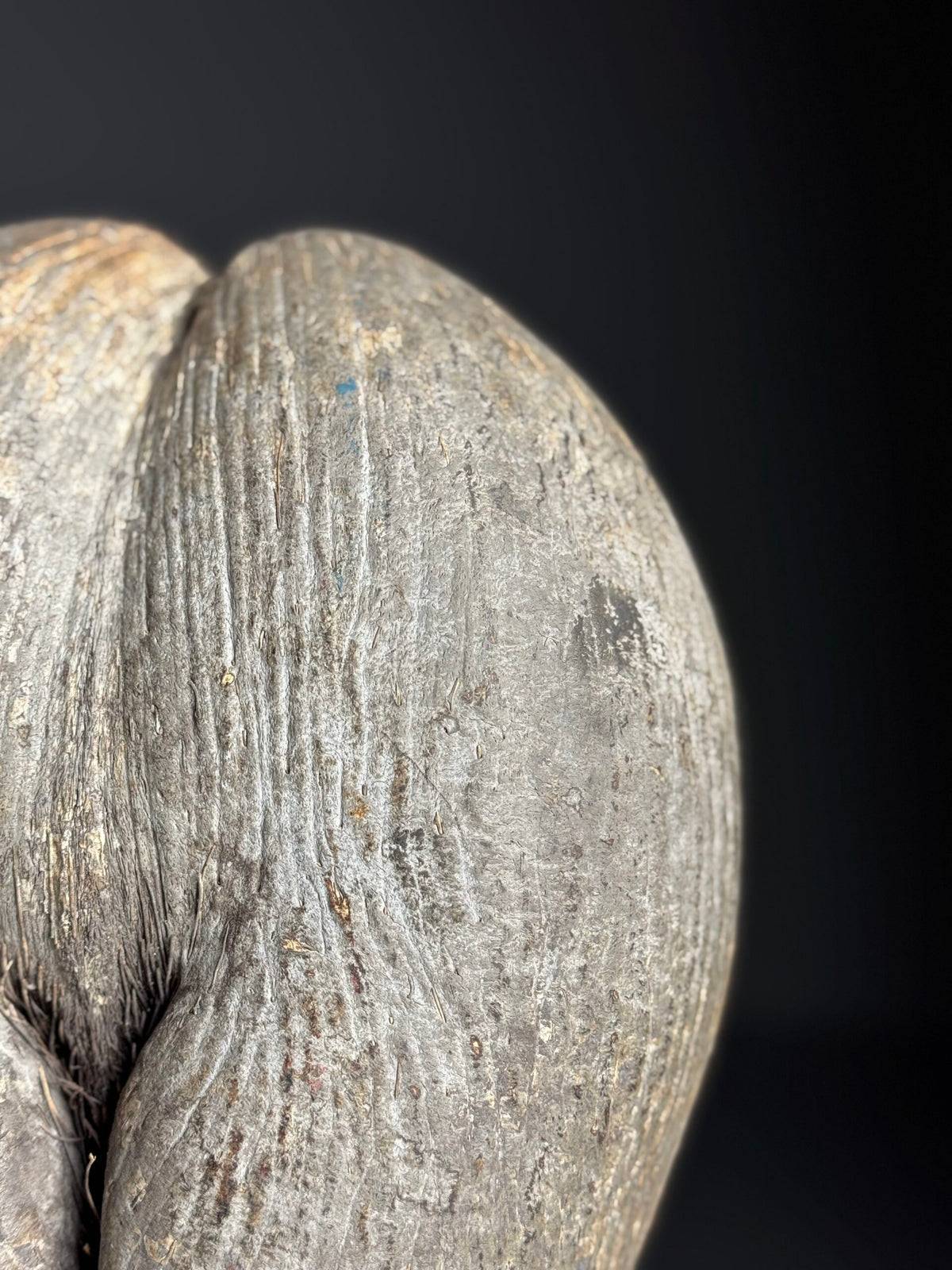 Rustic Unopened Coco de Mer on Black Stand, photo 5