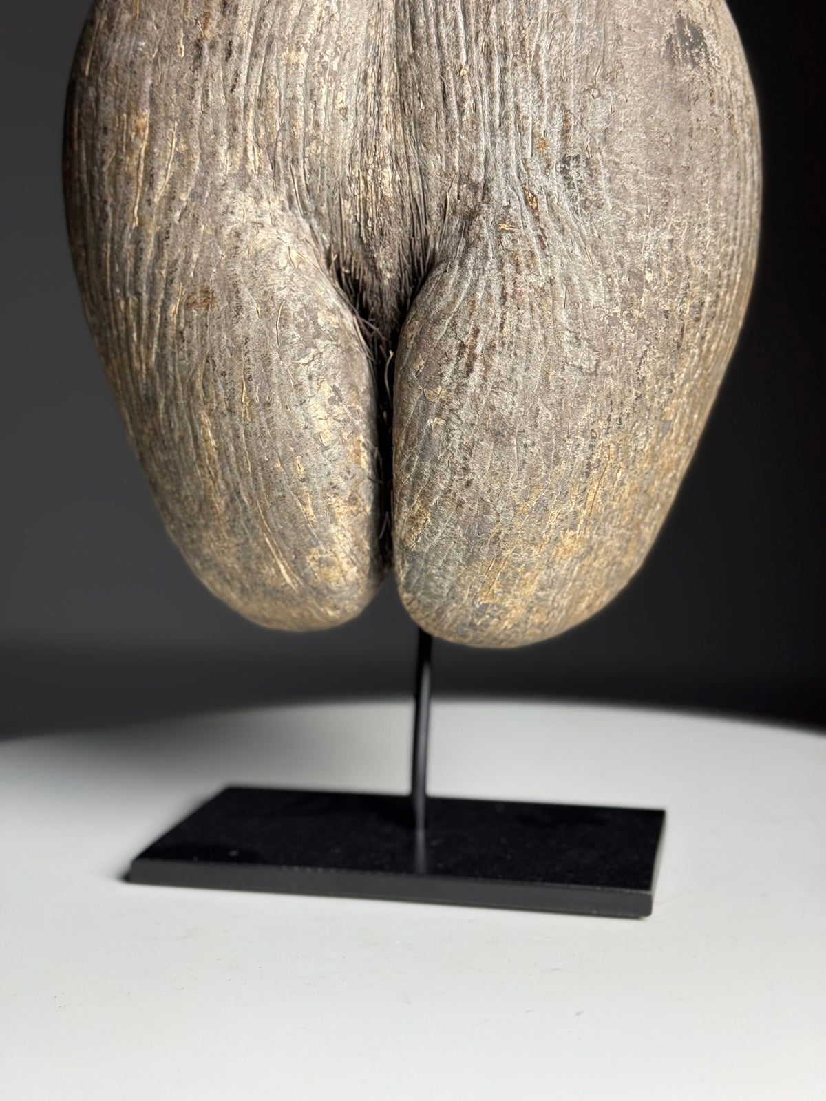 Rustic Unopened Coco de Mer on Black Stand, photo 7