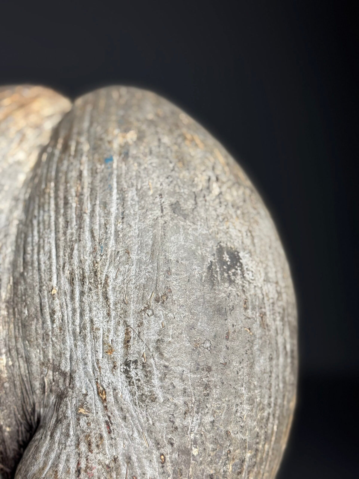 Rustic Unopened Coco de Mer on Black Stand, photo 8
