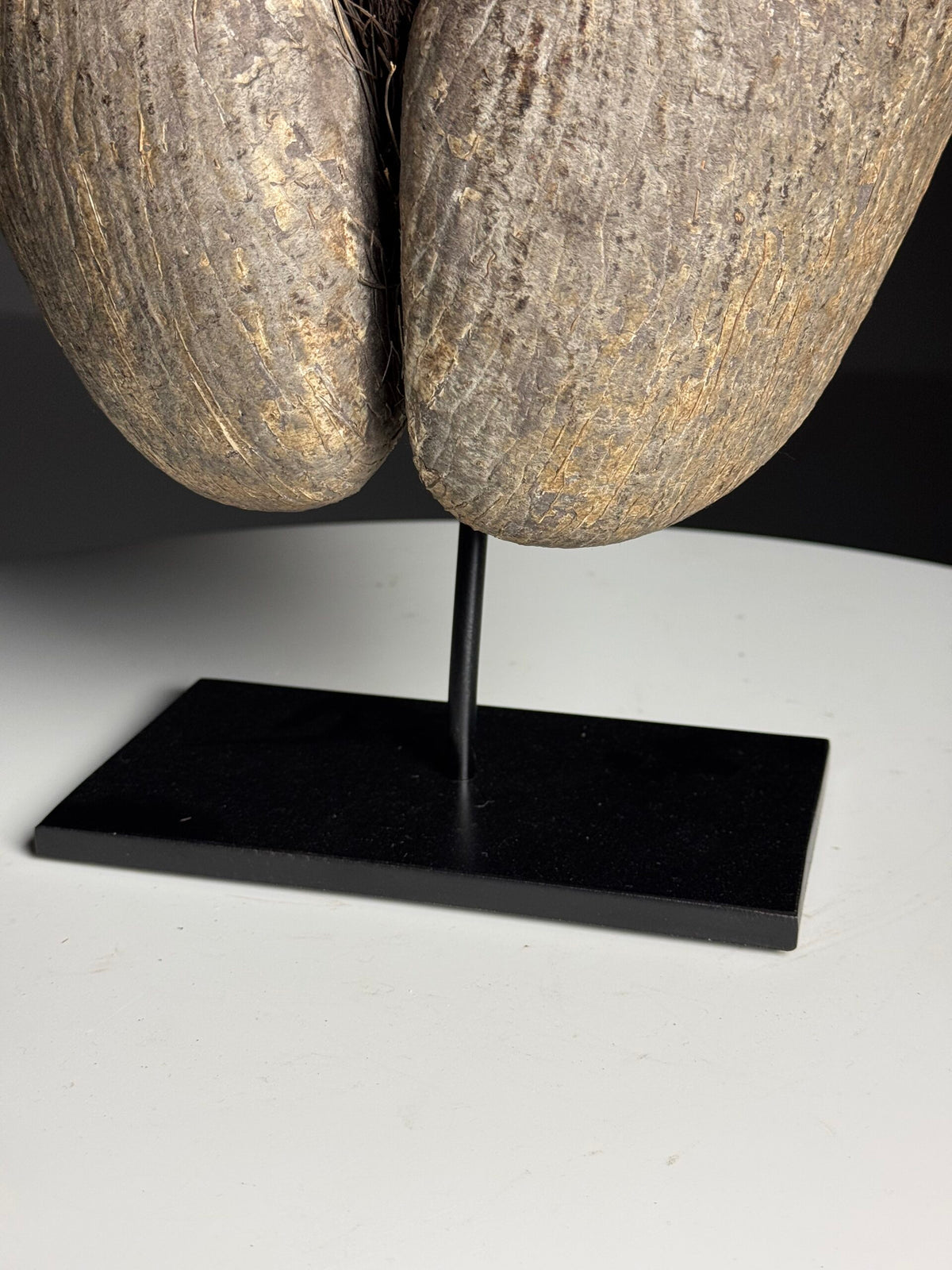 Rustic Unopened Coco de Mer on Black Stand, photo 9