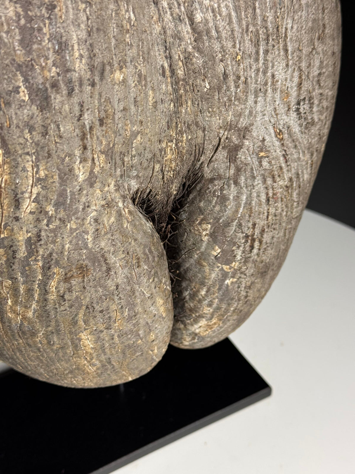 Rustic Unopened Coco de Mer on Black Stand, photo 12