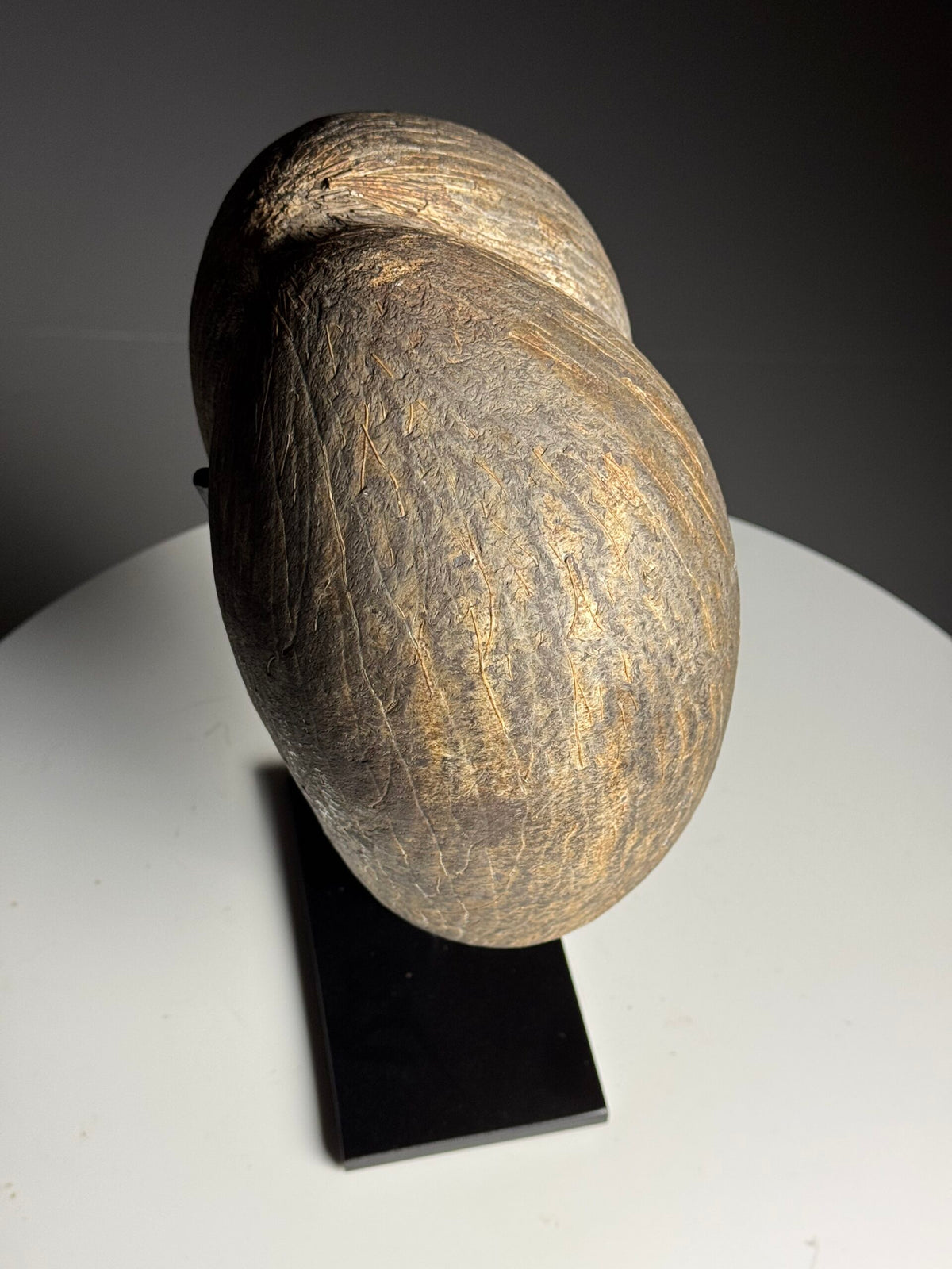 Rustic Unopened Coco de Mer on Black Stand, photo 13