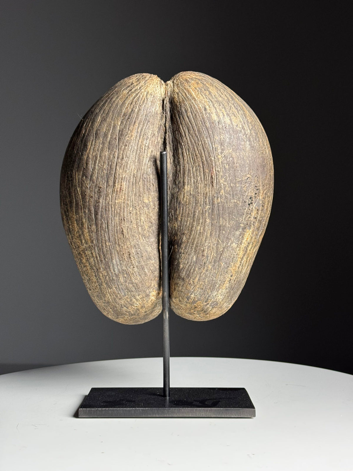 Rustic Unopened Coco de Mer on Black Stand, photo 14