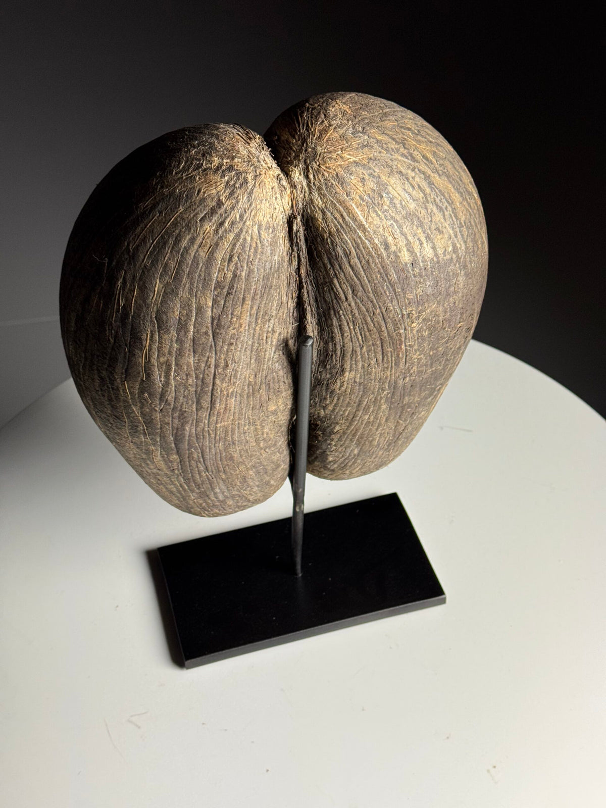 Rustic Unopened Coco de Mer on Black Stand, photo 3