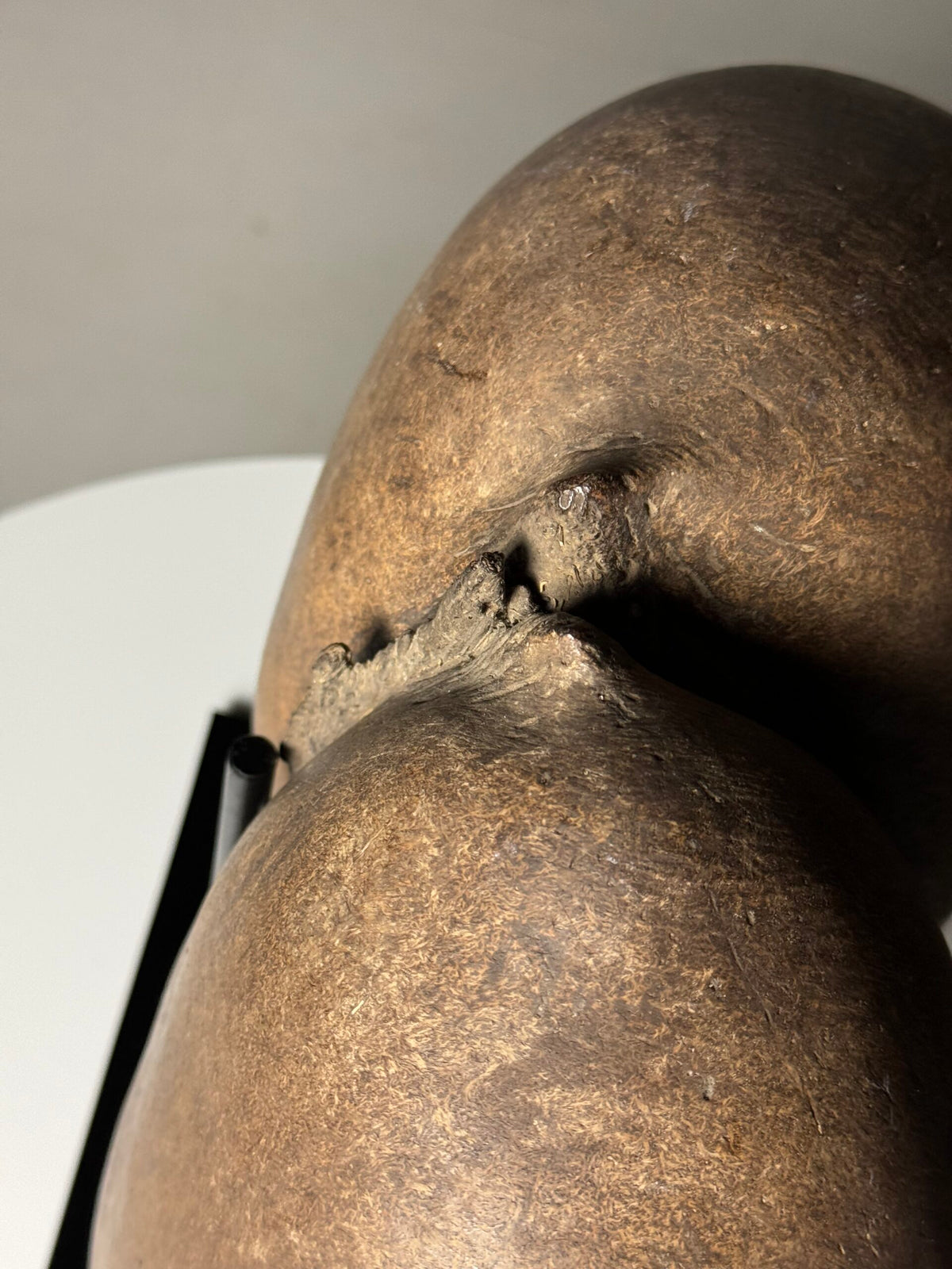 Coco de Mer Seed on Stand, photo 5
