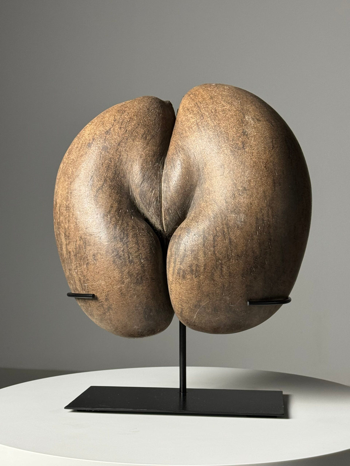 Coco de Mer Seed on Stand, photo 7