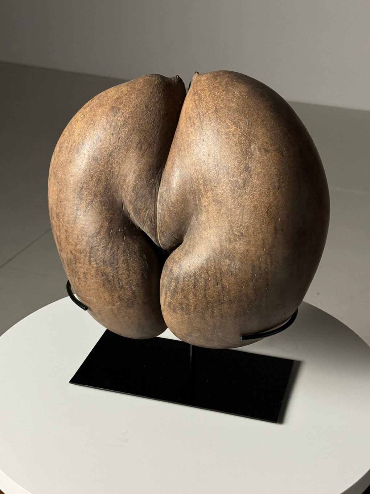 Coco de Mer Seed on Stand, photo 8