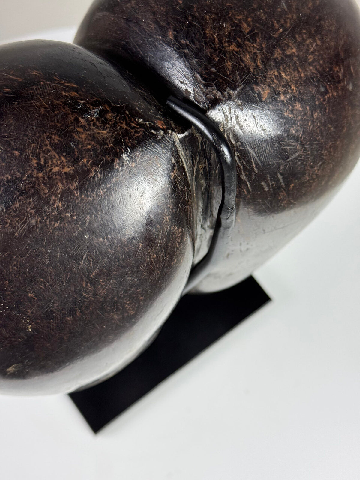 Polished Coco de Mer on Stand, photo 14