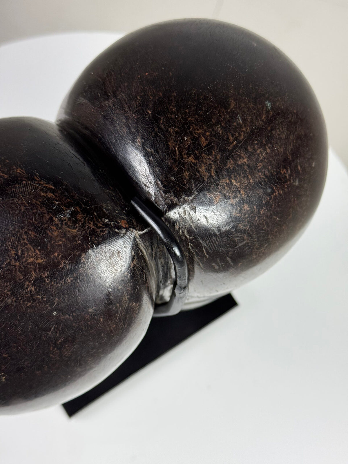 Polished Coco de Mer on Stand, photo 15