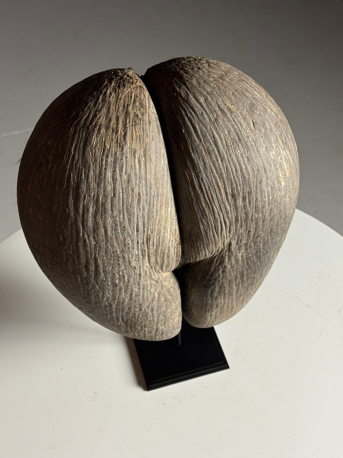 Coco de Mer on Custom Stand, photo 15