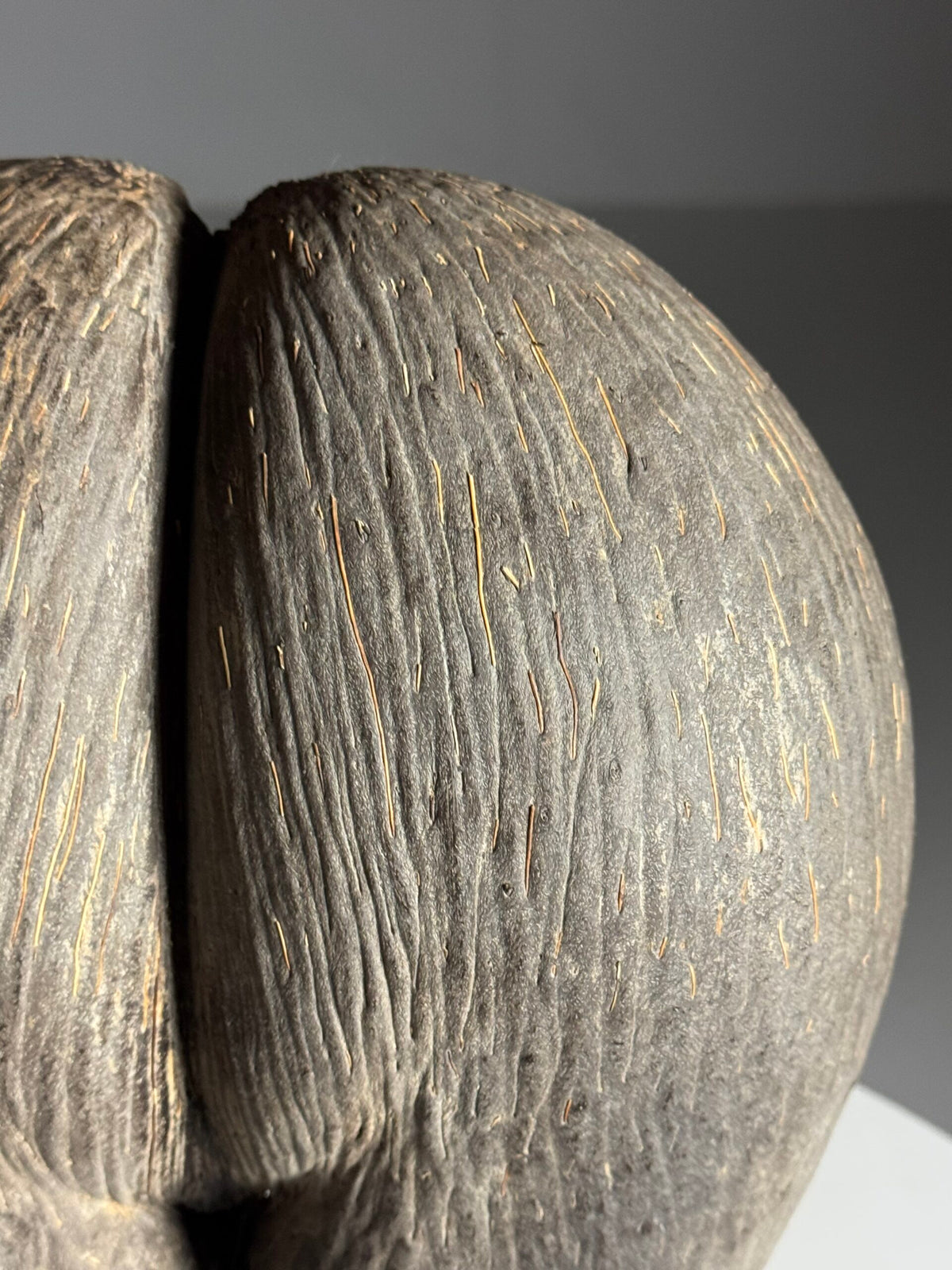 Coco de Mer on Custom Stand, photo 14