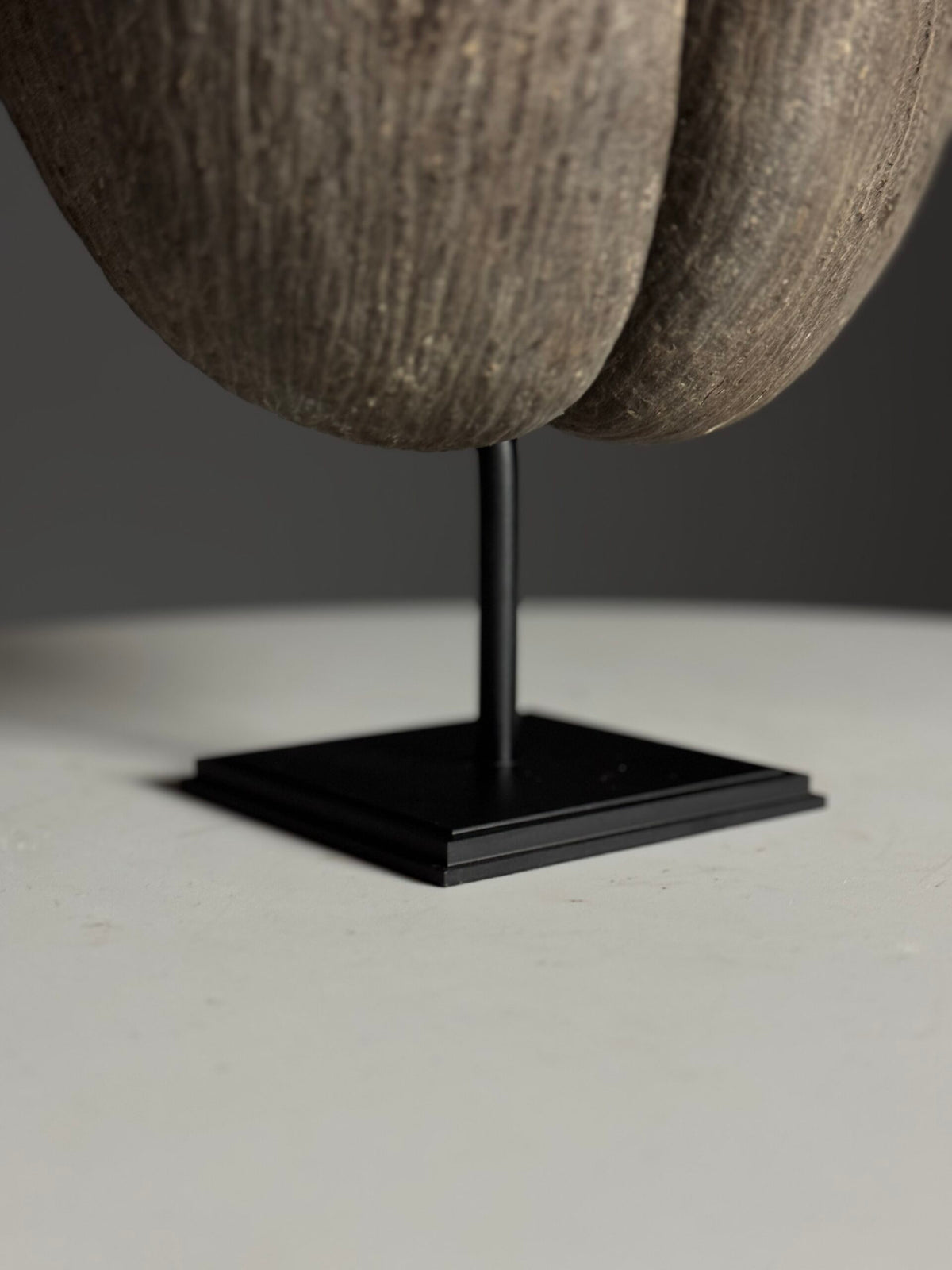 Coco de Mer on Custom Stand, photo 9