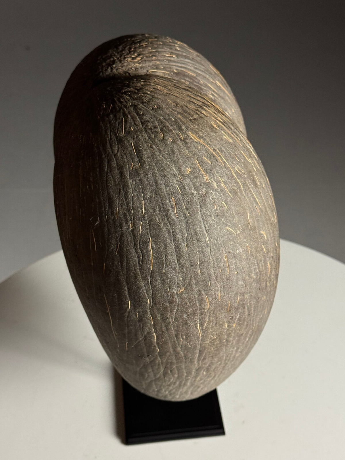 Coco de Mer on Custom Stand, photo 7