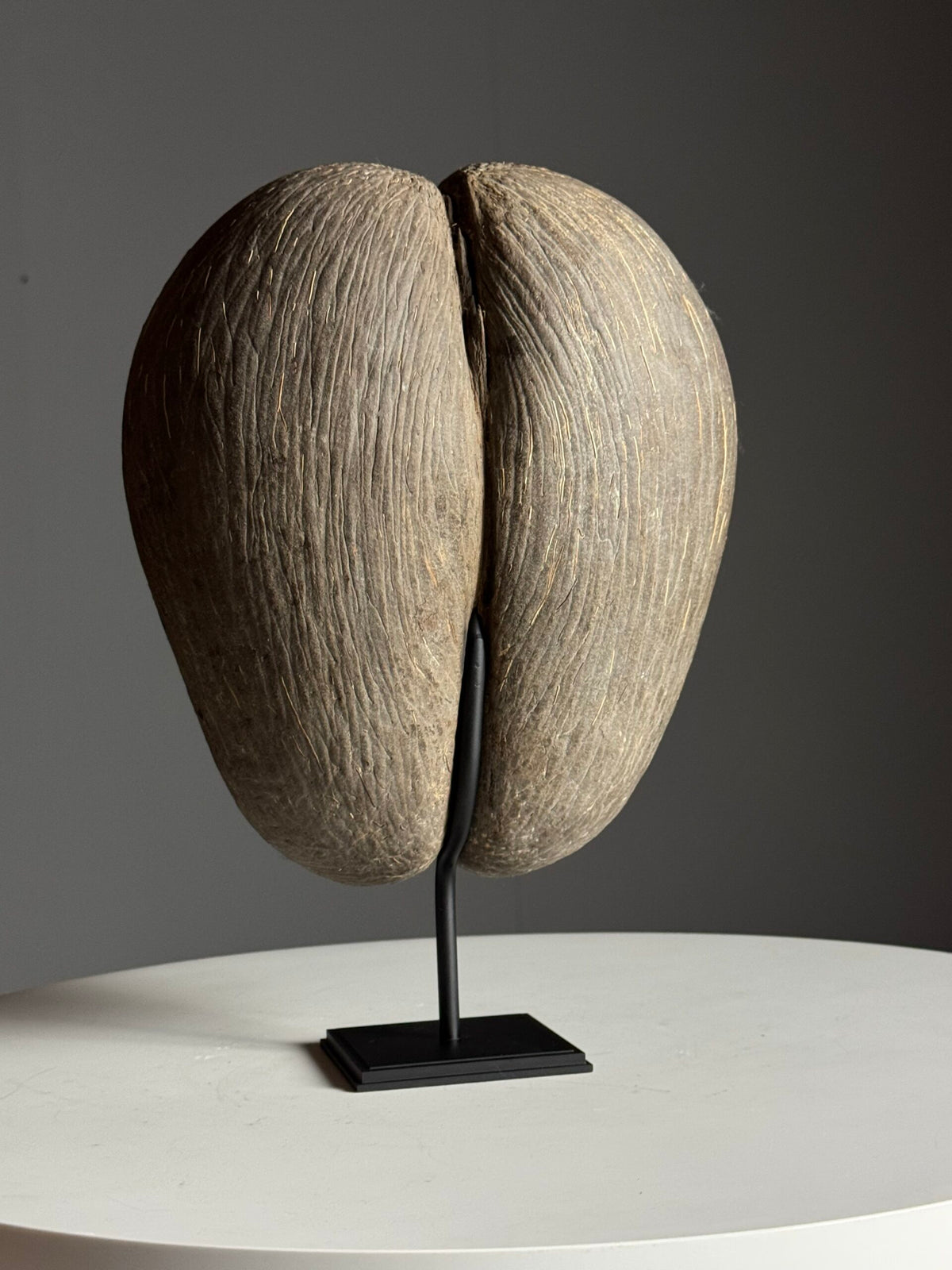 Coco de Mer on Custom Stand, photo 5