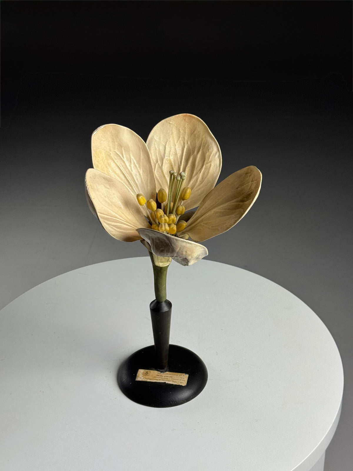 German Botanical Flower Model, Osterloh Model 21, c. 1900, photo 1