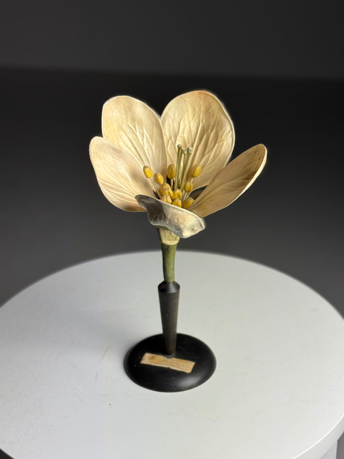 German Botanical Flower Model, Osterloh Model 21, c. 1900, photo 20