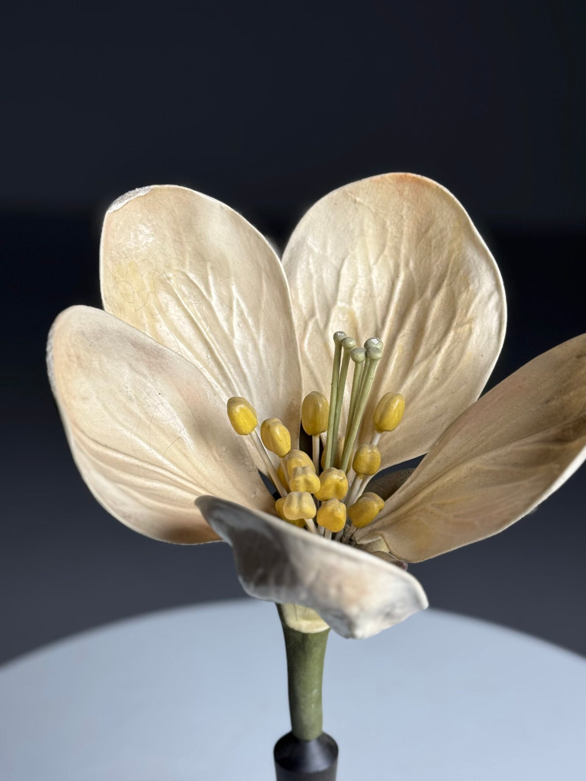 German Botanical Flower Model, Osterloh Model 21, c. 1900, photo 19