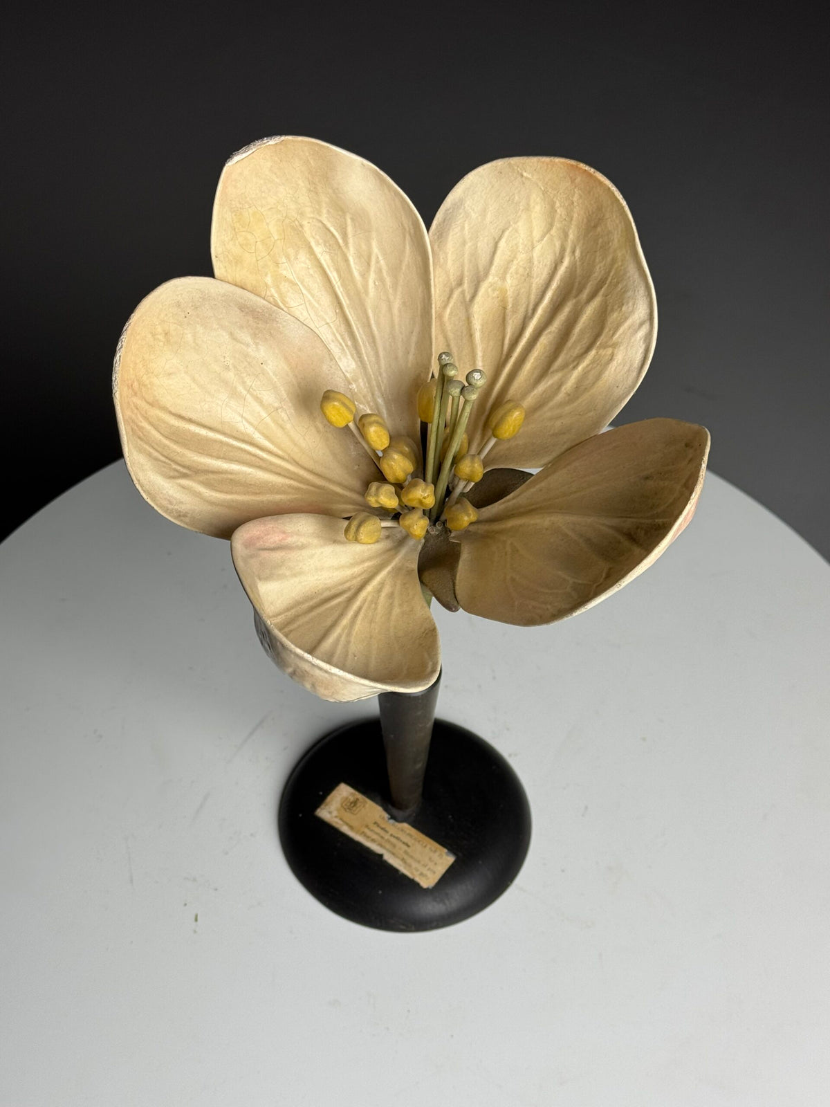 German Botanical Flower Model, Osterloh Model 21, c. 1900, photo 12