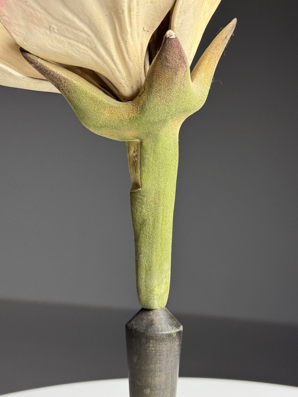 German Botanical Flower Model, Osterloh Model 21, c. 1900, photo 8