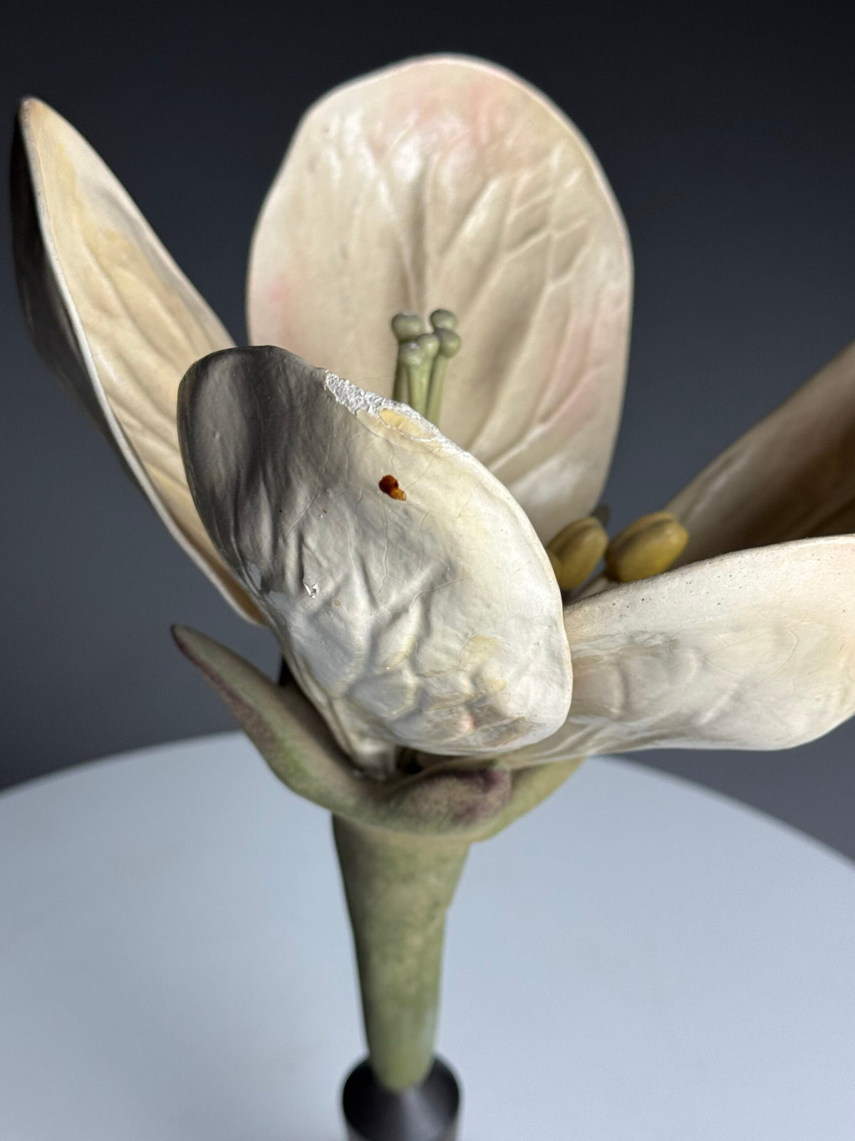 German Botanical Flower Model, Osterloh Model 21, c. 1900, photo 4