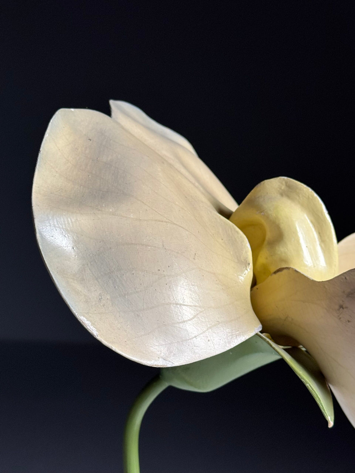 German Botanical Flower Model in Papier-mâché and Wax, c. 1900, photo 11