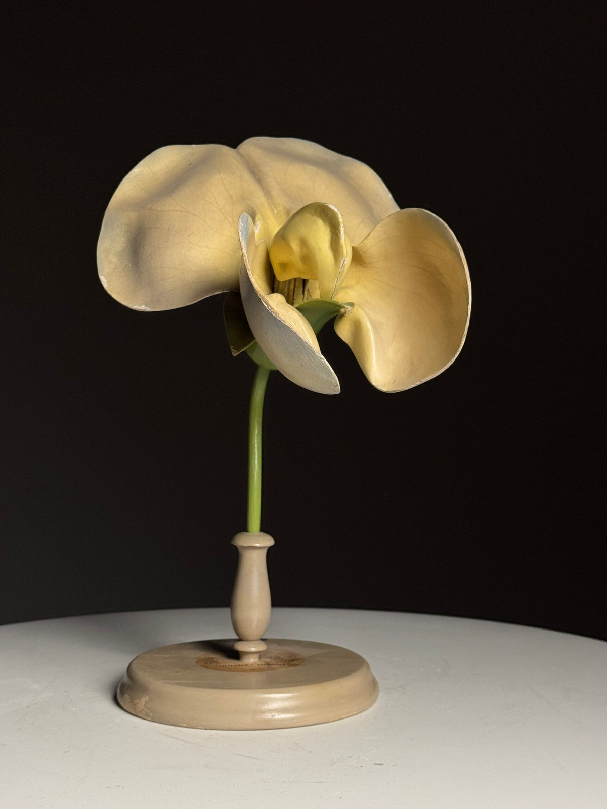German Botanical Flower Model in Papier-mâché and Wax, c. 1900, photo 4