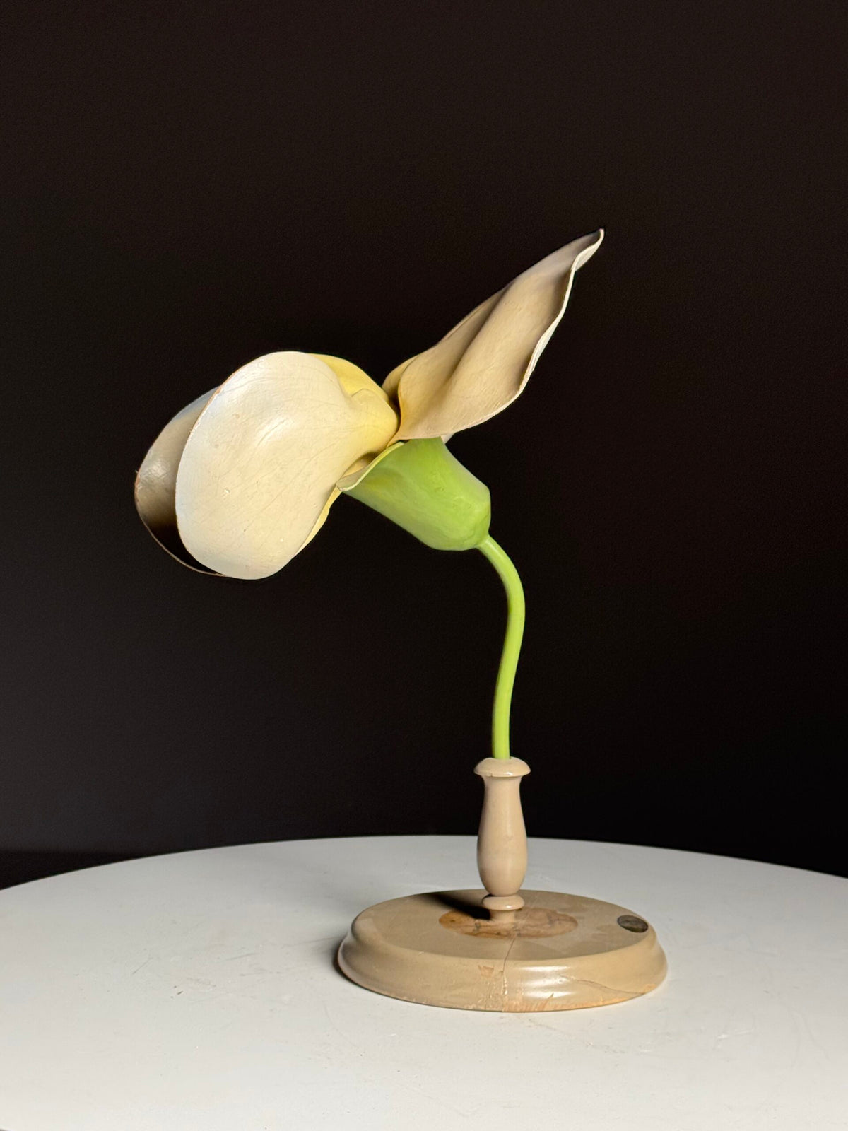 German Botanical Flower Model in Papier-mâché and Wax, c. 1900, photo 2