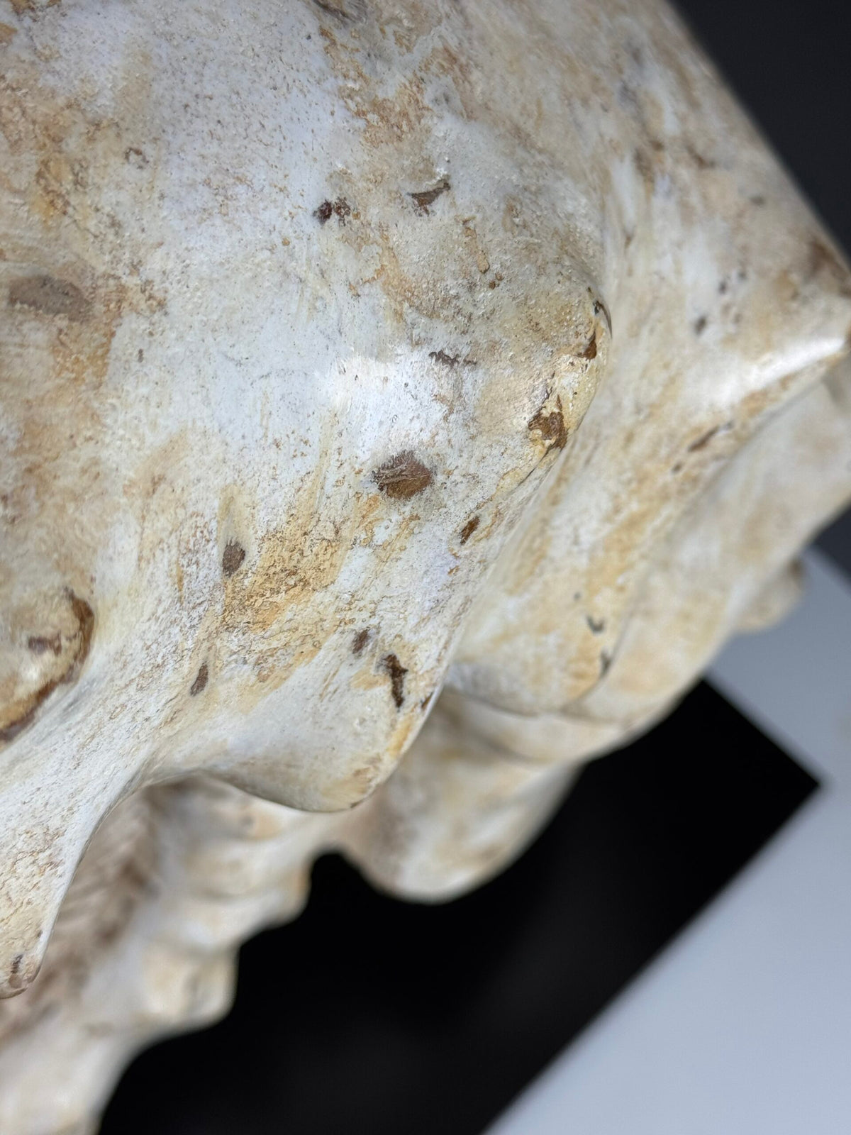 Large Fossil Ammonite on Custom Metal Stand, photo 2