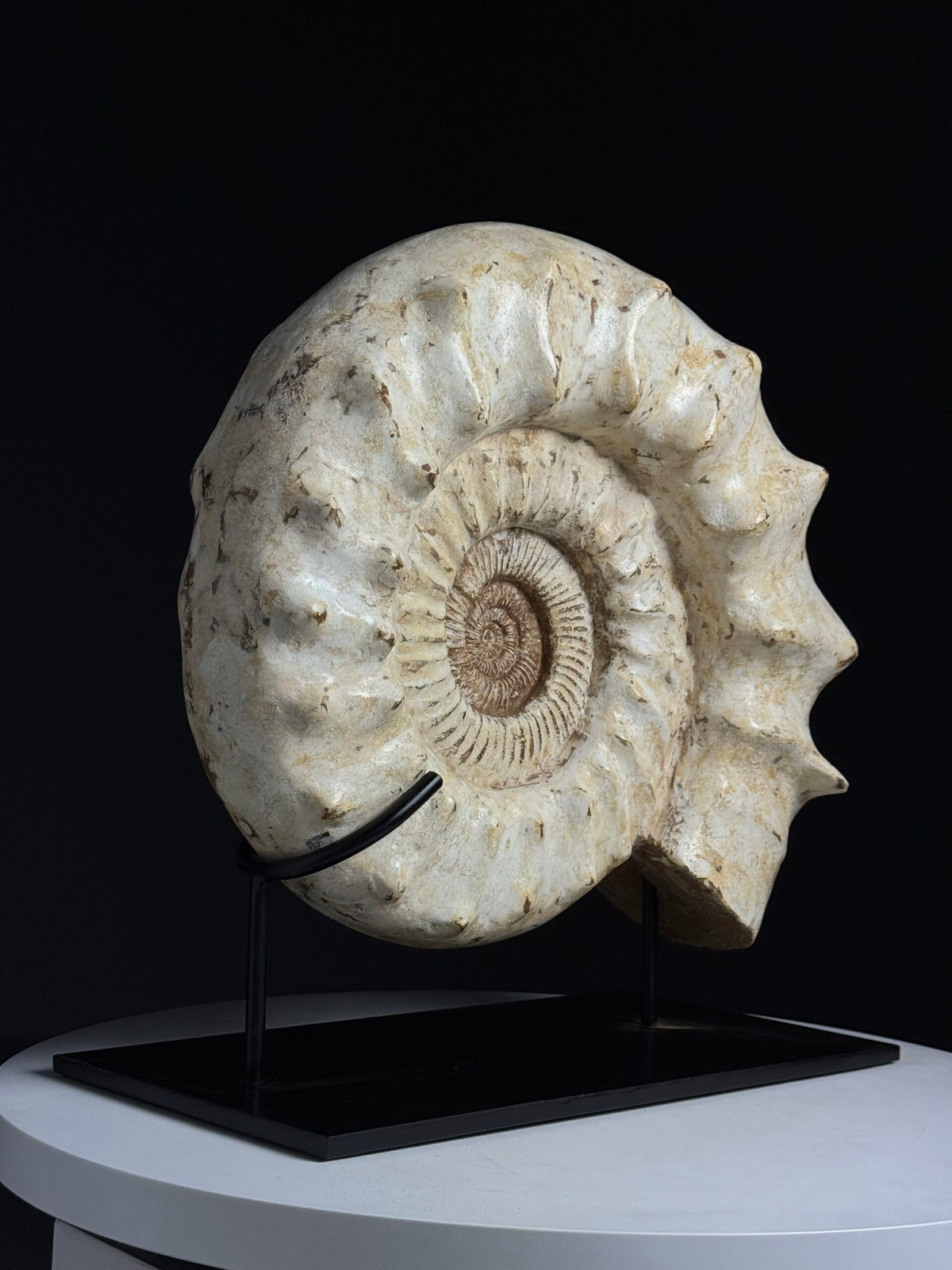 Large Fossil Ammonite on Custom Metal Stand, photo 5
