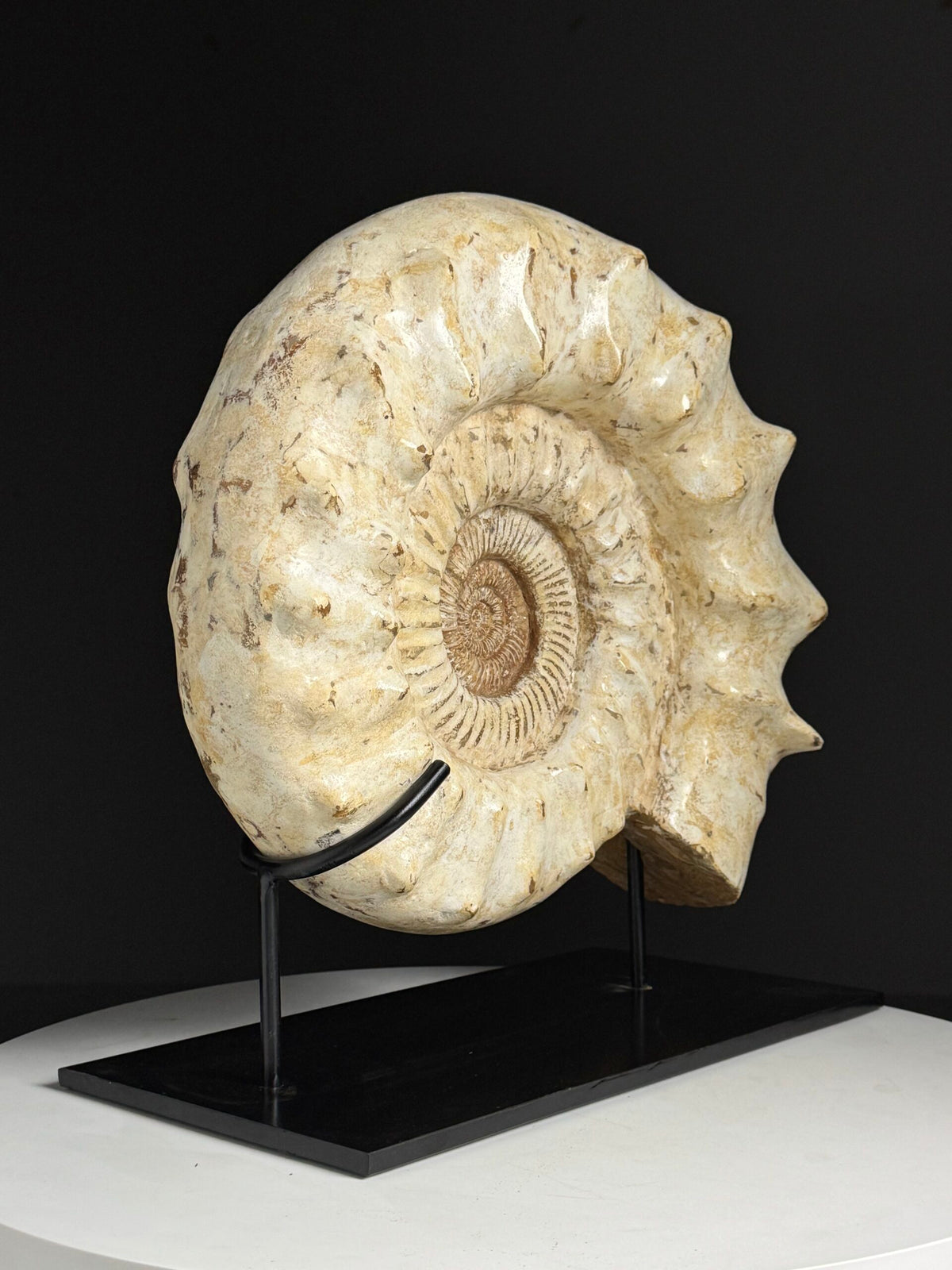 Large Fossil Ammonite on Custom Metal Stand, photo 15